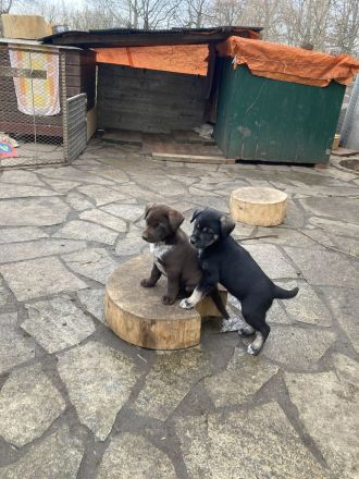 Deutsch Drahthaar x Husky Welpen