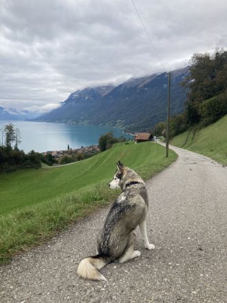Deutsch Drahthaar x Husky Welpen