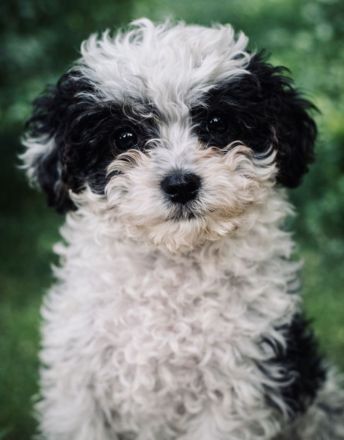 Bollipoo Hündinnen mit Gesundheitszeugniss