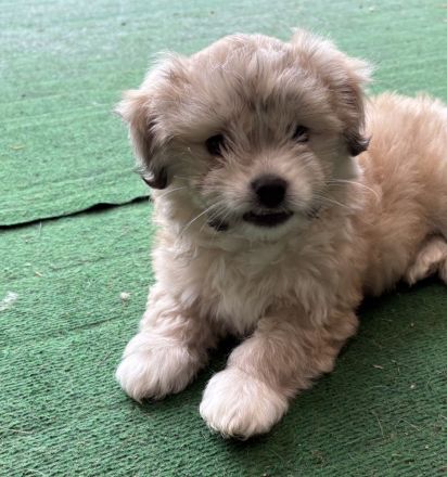 Bollipoo/Maltipoo rüde mit Gesundheitszeugniss