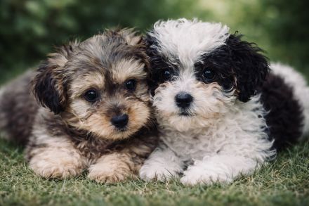 Bollipoo Hündinnen mit Gesundheitszeugniss