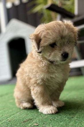 Bollipoo/Maltipoo rüde mit Gesundheitszeugniss