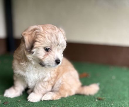 Bollipoo/Maltipoo rüde mit Gesundheitszeugniss