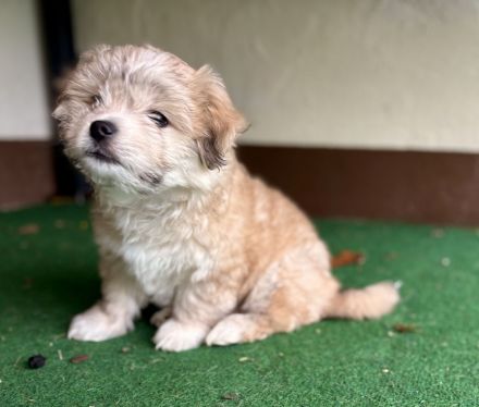 Bollipoo/Maltipoo rüde mit Gesundheitszeugniss