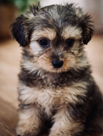 Bollipoo Hündinnen mit Gesundheitszeugniss