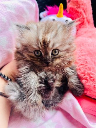 Super süße Maine Coon-Sibirische Waldkatze, weibliches Kitten abzugeben