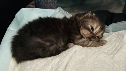 Super süße Maine Coon-Sibirische Waldkatze, weibliches Kitten abzugeben