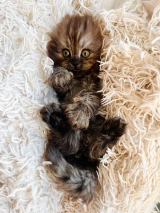 Super süße Maine Coon-Sibirische Waldkatze, weibliches Kitten abzugeben