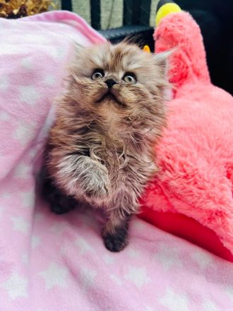 Super süße Maine Coon-Sibirische Waldkatze, weibliches Kitten abzugeben