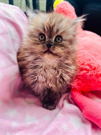 Super süße Maine Coon-Sibirische Waldkatze, weibliches Kitten abzugeben