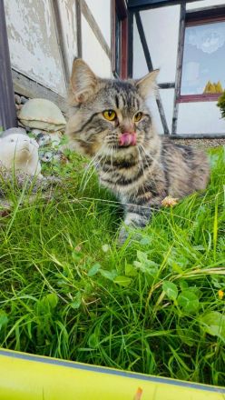 Super süße Maine Coon-Sibirische Waldkatze, weibliches Kitten abzugeben