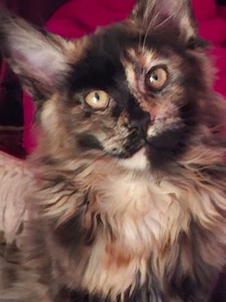 bildhübsches reinrassiges black tortie Maine Coon Mädchen mit Stammbaum