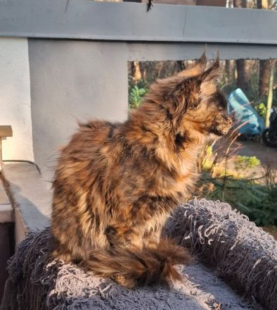 bildhübsches reinrassiges black tortie Maine Coon Mädchen mit Stammbaum