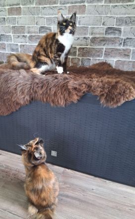 2 Bildhübsche bunte Maine Coon Schwestern 7 Monate jung mit Stammbaum