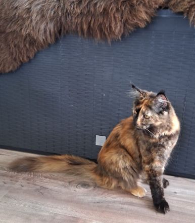 2 Bildhübsche bunte Maine Coon Schwestern 7 Monate jung mit Stammbaum