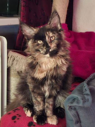 bildhübsches reinrassiges black tortie Maine Coon Mädchen mit Stammbaum