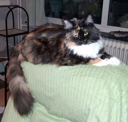 wunderschöne Maine Coon Prinzessin sucht Lebensplatz mit Stammbaum