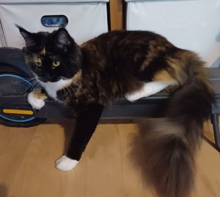 wunderschöne Maine Coon Prinzessin sucht Lebensplatz mit Stammbaum