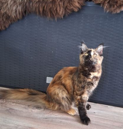2 Bildhübsche bunte Maine Coon Schwestern 7 Monate jung mit Stammbaum