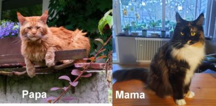 2 Bildhübsche bunte Maine Coon Schwestern 7 Monate jung mit Stammbaum