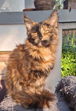 bildhübsches reinrassiges black tortie Maine Coon Mädchen mit Stammbaum