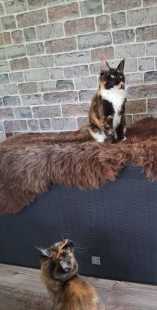 2 Bildhübsche bunte Maine Coon Schwestern 7 Monate jung mit Stammbaum