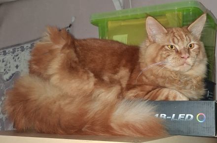 wunderschöner reinrassiger Maine Coon Kater in rot mit Stammbaum