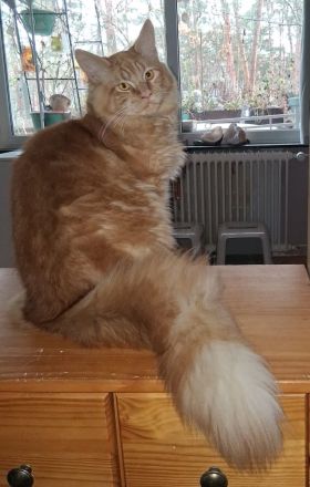 wunderschöner reinrassiger Maine Coon Kater in rot mit Stammbaum