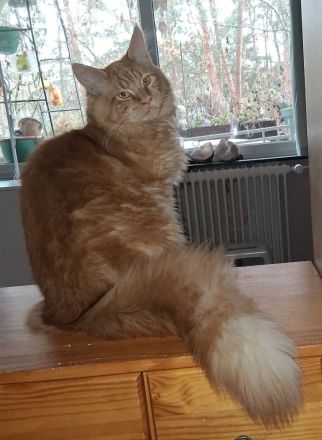 wunderschöner reinrassiger Maine Coon Kater in rot mit Stammbaum