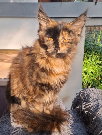 bildhübsches reinrassiges black tortie Maine Coon Mädchen mit Stammbaum