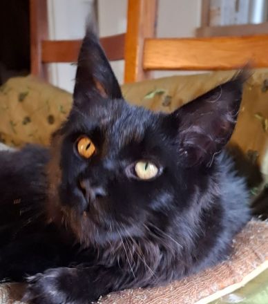 Bildhübsches schwarzes Maine Coon Katerchen 9 Monate jung mit Stammbaum