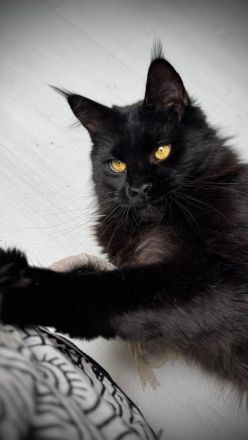 Bildhübsches schwarzes Maine Coon Katerchen 9 Monate jung mit Stammbaum