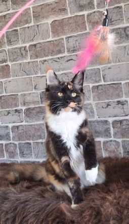 2 Bildhübsche bunte Maine Coon Schwestern 7 Monate jung mit Stammbaum
