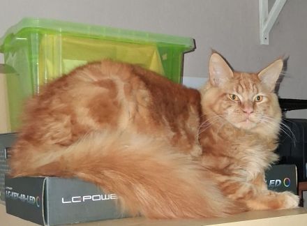 wunderschöner reinrassiger Maine Coon Kater in rot mit Stammbaum