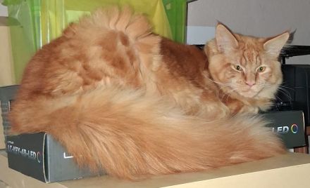 wunderschöner reinrassiger Maine Coon Kater in rot mit Stammbaum