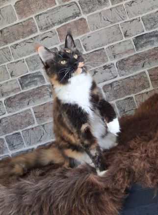 2 Bildhübsche bunte Maine Coon Schwestern 7 Monate jung mit Stammbaum
