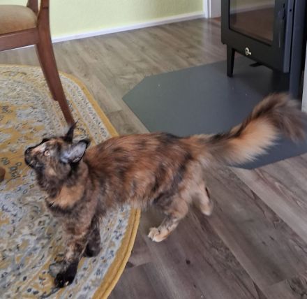 2 Bildhübsche bunte Maine Coon Schwestern 7 Monate jung mit Stammbaum