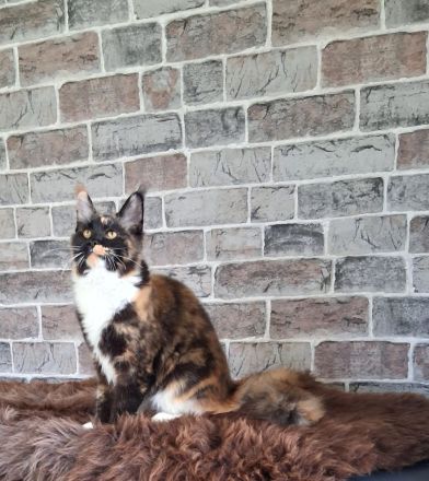 2 Bildhübsche bunte Maine Coon Schwestern 7 Monate jung mit Stammbaum