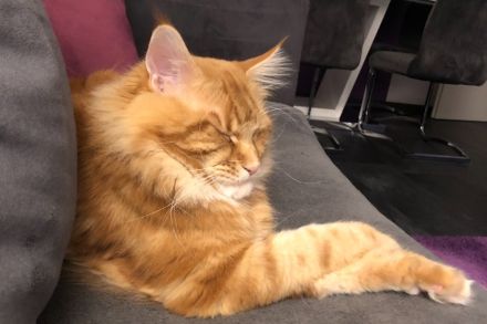 Maine Coon Deckkater mit Stammbaum