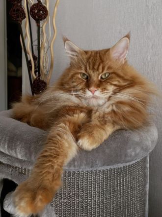 Maine Coon Deckkater mit Stammbaum