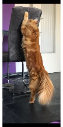 Maine Coon Deckkater mit Stammbaum