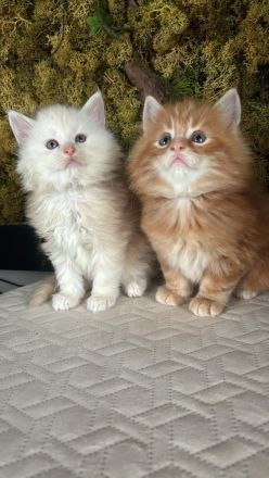 Maine Coon Deckkater mit Stammbaum