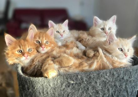 Maine Coon Deckkater mit Stammbaum