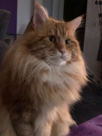 Maine Coon Deckkater mit Stammbaum