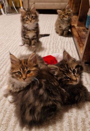 Maine Coon Deckkater mit Stammbaum