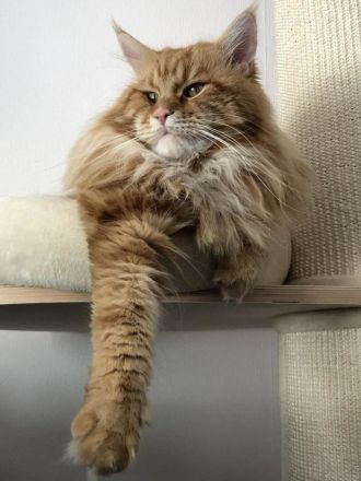 Maine Coon Deckkater mit Stammbaum