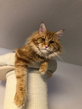 Maine Coon Deckkater mit Stammbaum