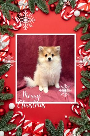 Menschenbezogene Pomeranian Zwergspitz Welpen erkunden die Welt