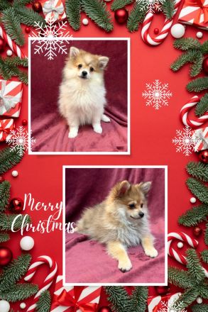 Menschenbezogene Pomeranian Zwergspitz Welpen erkunden die Welt