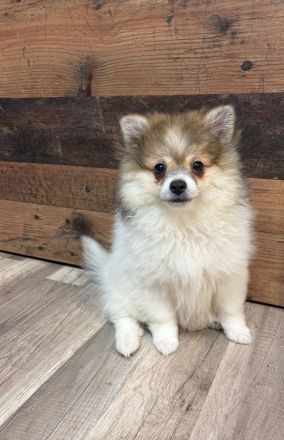 Süße Pomeranian Zwergspitz Welpen suchen Ihr Zuhause